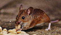 Find Exterminators in Chaffee County